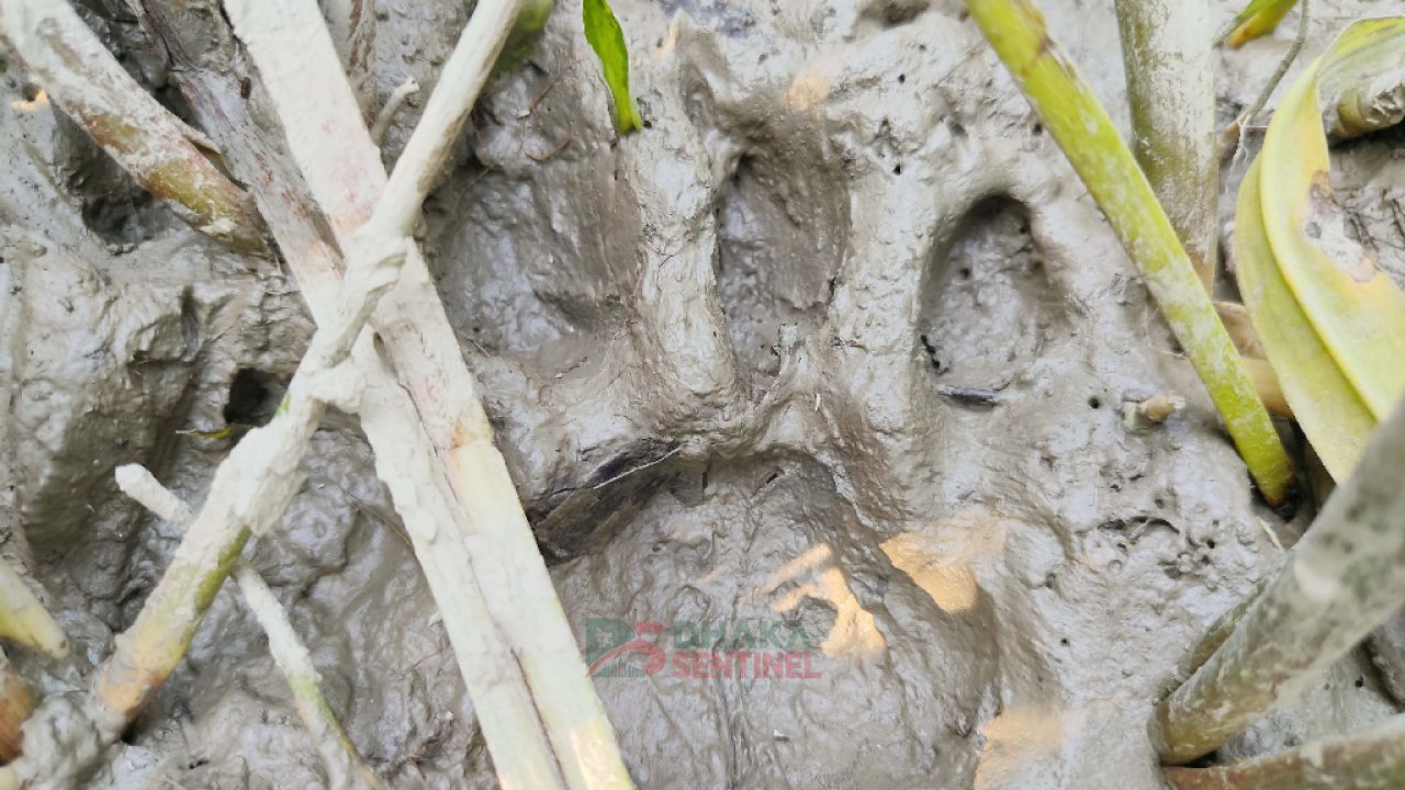 লোকালয়ে আবারও বাঘের আনাগোনা, আতঙ্কে ৫ গ্রামের মানুষ