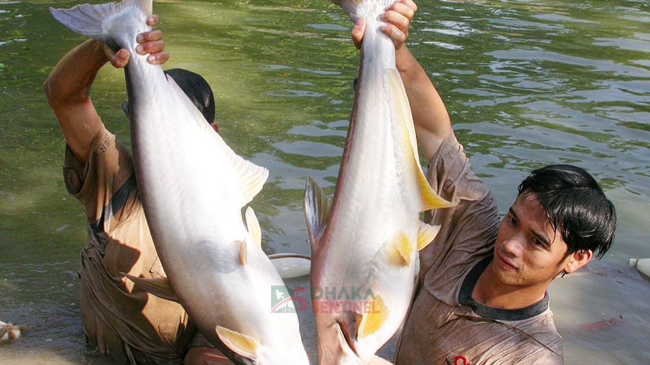 পাঙাশ মাছের গায়ে আঁশ নেই কেন